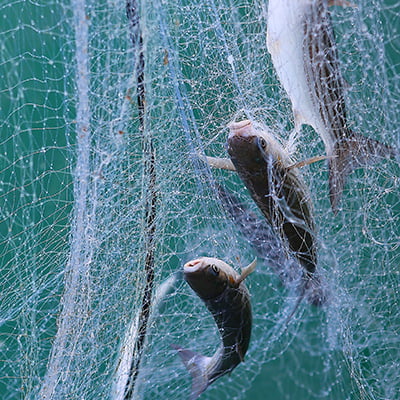 pesce appena pescato per il ristorante a Varazze Il Pesce Pazzo